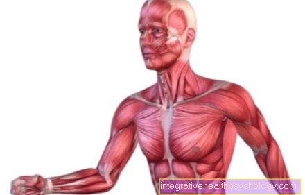Krūtinės raumenys