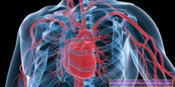 The pulmonary circulation