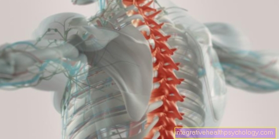 Ligament i ryggraden