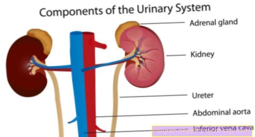 Function of the kidney