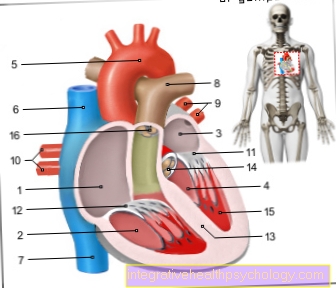 Vascular supply to the heart