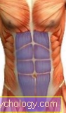 Straight abdominal muscle