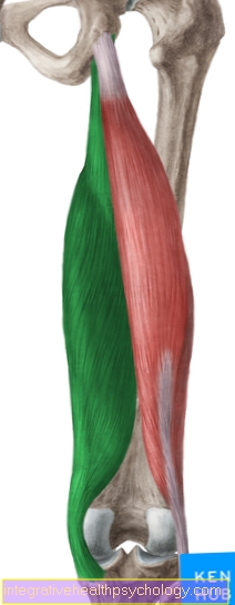 Semi-membranous muscle (M. semimembranosus)