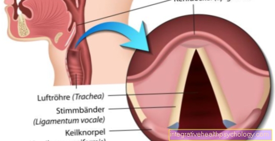 Epiglottis