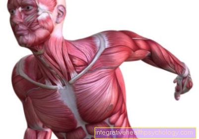 Small pectoral muscle