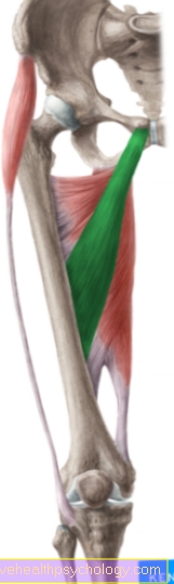 Short adductor muscle (M. adductor brevis)