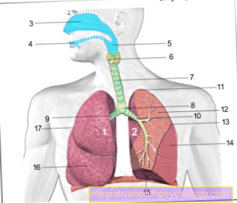 Pulmonary blood flow