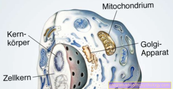 Mitokondrid