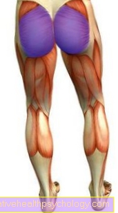 Gluteus maximus мускул