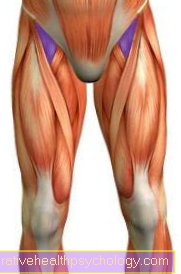 Iliopsoas muscle