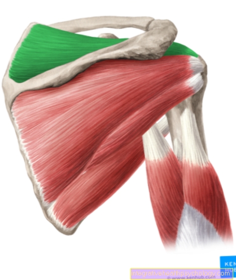 Supraspinatus muskler