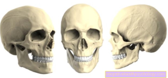 Tulang hidung