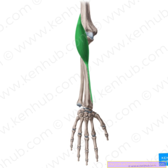 Músculo radial del brazo superior
