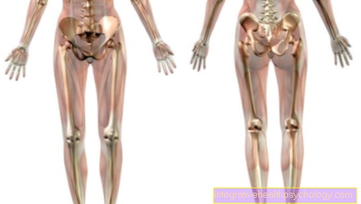 Thigh bone (femur)