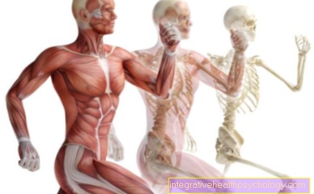 Pružné svaly