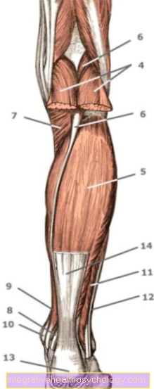 Clod muscle