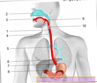 Söögitoru - anatoomia, funktsioon ja haigused
