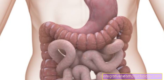 Digestive tract