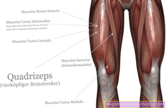 Four-headed hamstring muscle