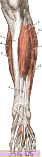 Přední tibiální sval