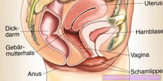 Ženský reprodukční orgán