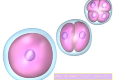 División del núcleo celular