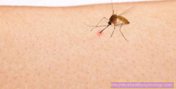 Piqûres de moustiques qui démangent - que faire?