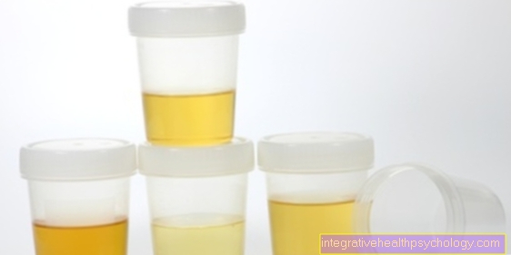 Bactérias na urina - quão perigosas são?