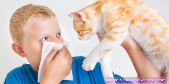 Allergie aux poils de chat