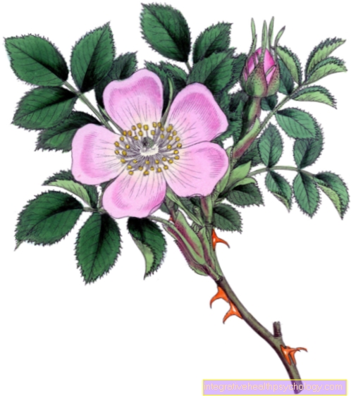 The Bach Flower Wild Rose