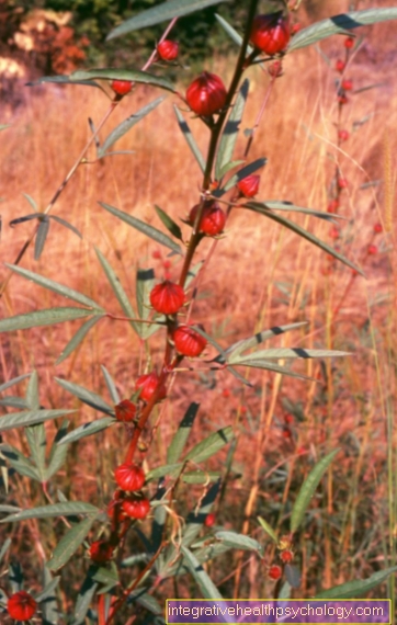 Hibiscus (Hibiscus sabdariffa), red mallow