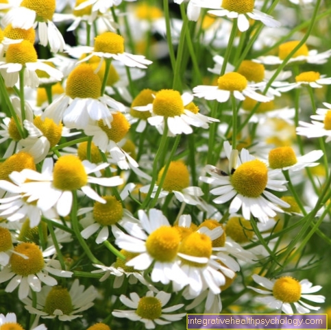 Effect of chamomile