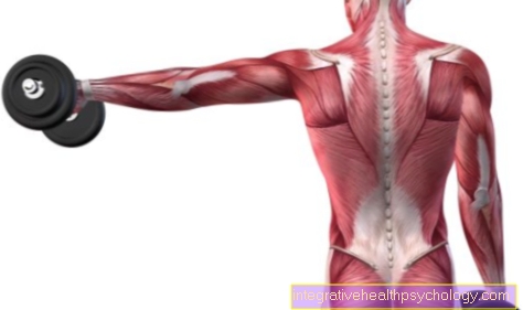 Rivet muskelfiber i overarmen