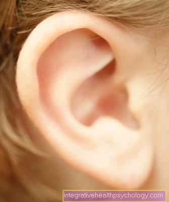 Urechi mari
