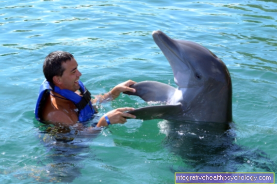 דולפין שוחה