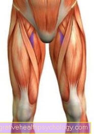 Adductor Brevis мышца