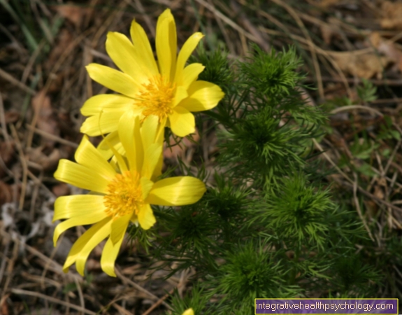 ADONIS VERNALIS - PRIRODNO